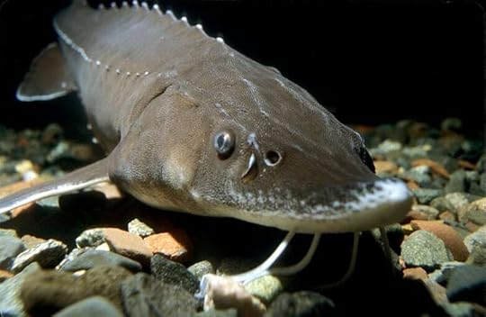 A fish looks at the camera underwater.