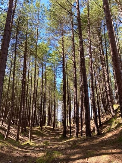 Mature pine trees