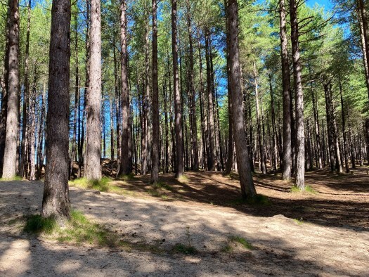 Roseisle Forest