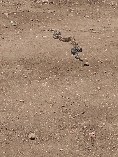 Photo of a snake slithering over the ground.