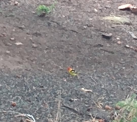 Photo of a Western Tanager on the ground.