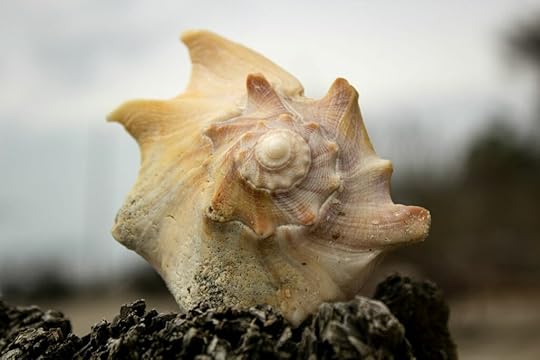 seashell