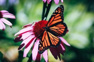 Monach butterfly on pink cone flower