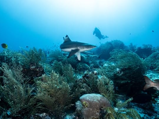 Why are sharks important?