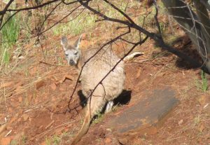 Yellow Footed Rock Wallaby