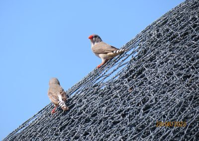 Zebra Finch
