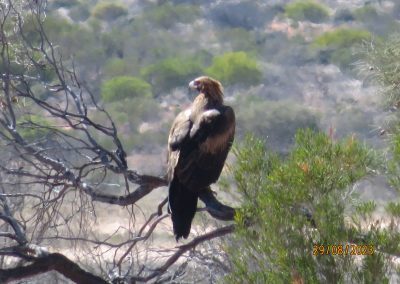 Wedged Tail Eagle Hunting 2