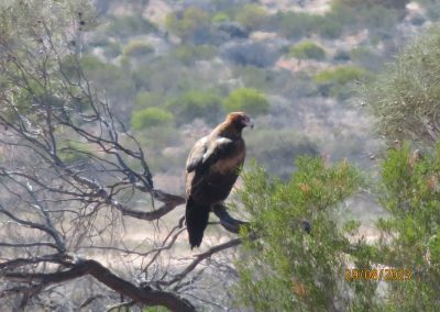 Wedged Tail Eagle Hunting 1