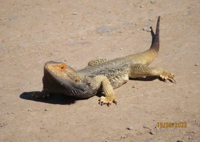 Bearded Dragon Sunning on the Road
