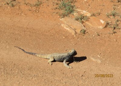 Bearded Dragon