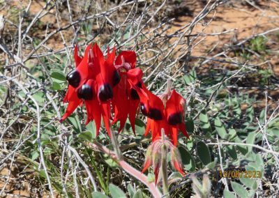 Sturt Desert Pea