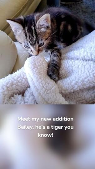 Meet my new addition Bailey, he's a tiger you know!