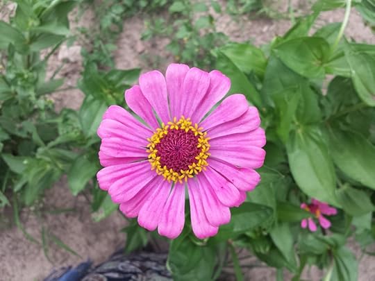 Zinnia