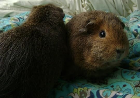 Rachel E Smith guinea pigs Pammy and Twiglet