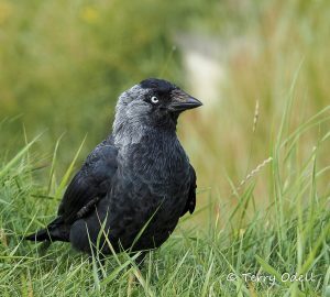 jackdaw standing the the grass