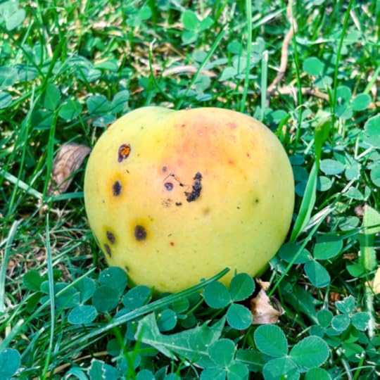 Ein gefallener Apfel im Gras des Gartens, Klee um ihn herum, er ist wurmstichig und hat braune Stellen