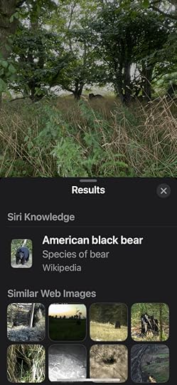 the bear!