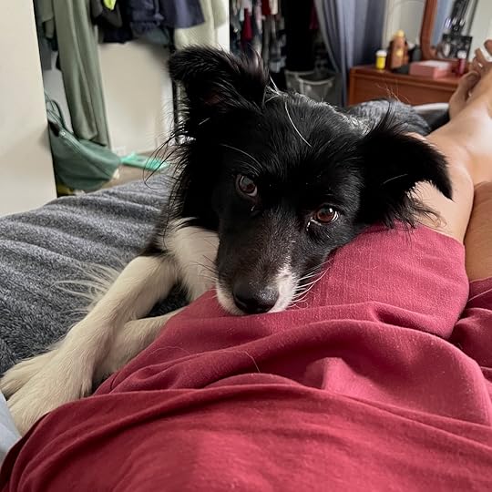 Sophie, front paws crossed