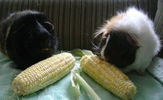 Rachel E Smith guinea pigs Hen Wen and Snuffy