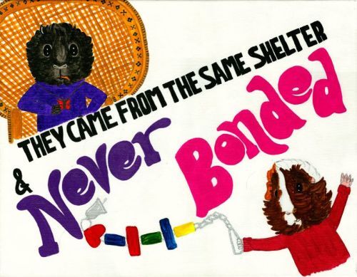 Rachel E Smith guinea pig painting Hen Wen and Snuffy Never Bonded