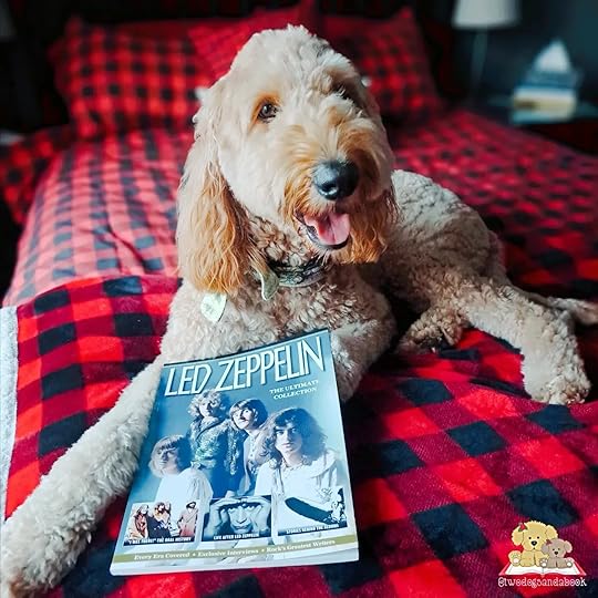 A Golden Doodle is lying on a bed with a softcover book in front of her.
