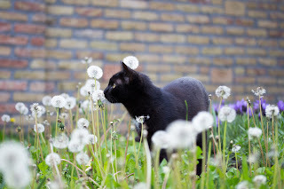 Panzer says, Now, off to find mystery for you.