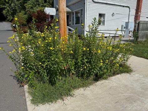 Berkeley Springs common evening primrose