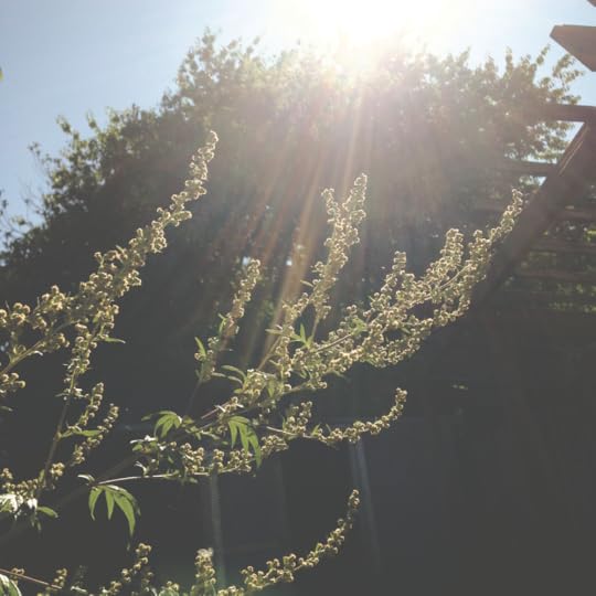 mugwort flowers in a ray of sunshine