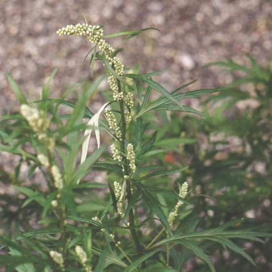 mugwort flower buds and young leaves