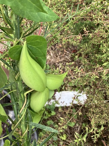 milkweed