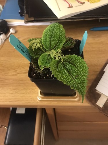"Moon Valley" pilea