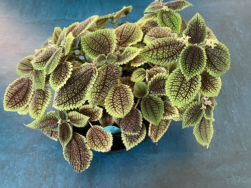 Moon Valley pilea