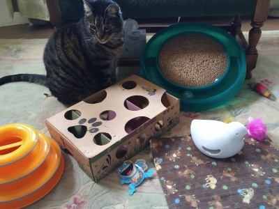 Cat snuggling with a person