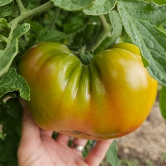 Ananas Noire on the vine.