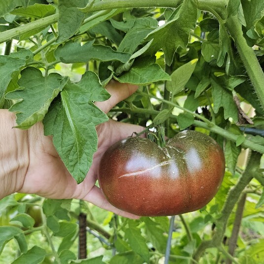 Cherokee Purple tomato on the vine.