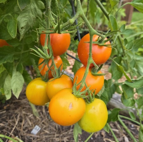 Jaune Flamme salad tomato hanging on the vine.