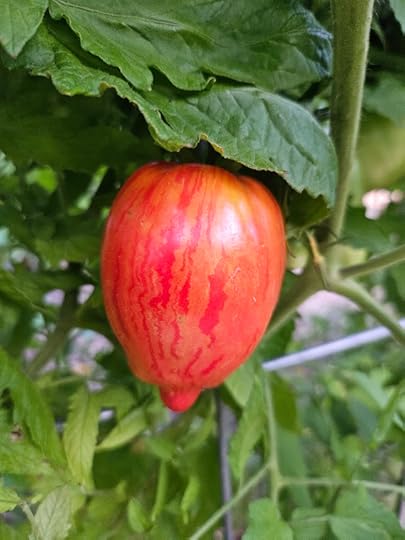 Striped Roman Tomato close up on the vine