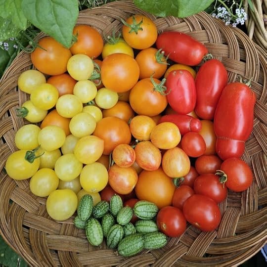 A basket of fresh cherry sized tomatoes including: Yellows are White Cherry, oranges are Jaune Flamme, Striped are Sunrise Bumblebee, some Romas and Super Sweet 100's. Plus a few green cucamellons