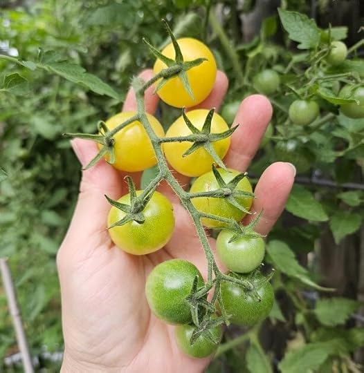 White Cherry tomato drupe ripening form green to yellow.