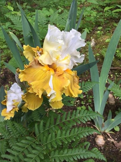 Iris