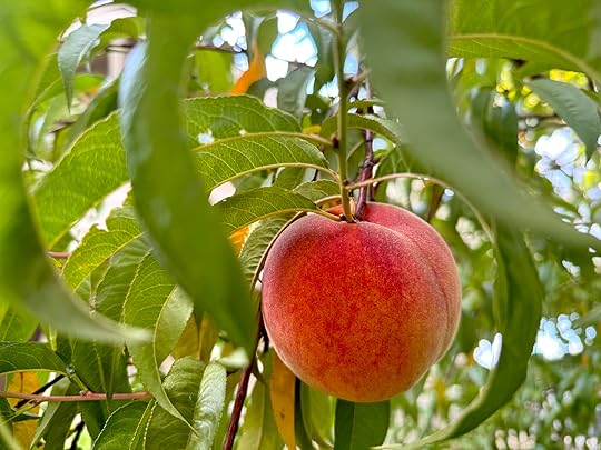 Peachframedleaves