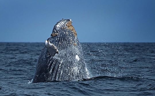 Blue whale grau national sea marine reserve