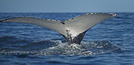 whale tail in peru