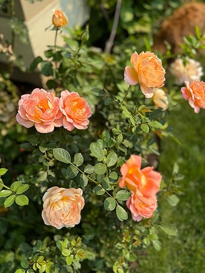 Ladyshallotsept24