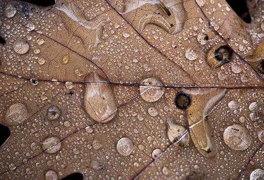 Closeup of a brown autumn leaf dotted with raindrops