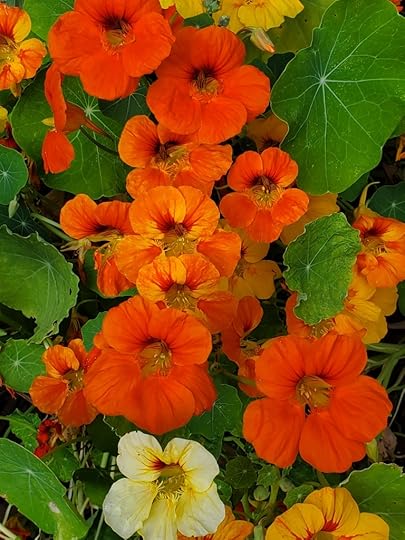 Nasturtiums