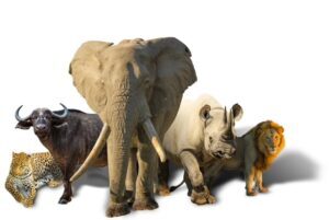 Image of the Big Five