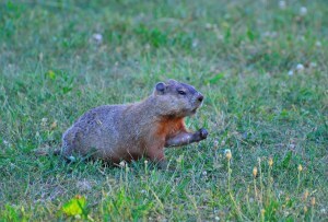 benny hogna | groundhog
