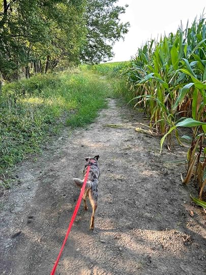 walking near the corn