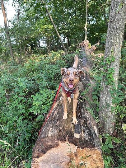 happy dog on a log